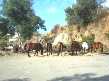 Horse Riding Business for sale in Spain